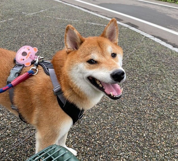散歩を楽しむこむぎくん