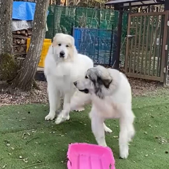 ワンプロ前のアラン君とベルちゃん