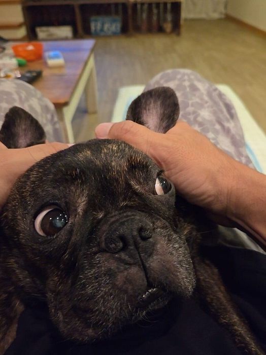 マッサージ中のフレンチ・ブルドッグ