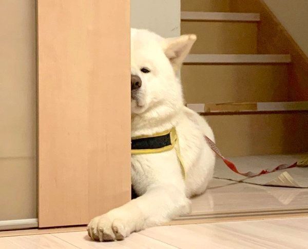 拗ねる任三郎くん