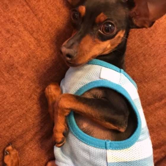 ポーズをとるミニチュア・ピンシャー