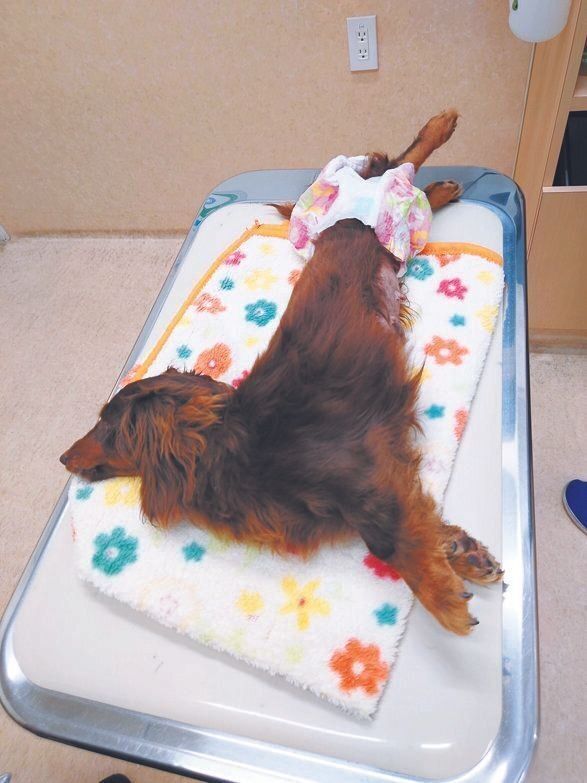 保護直後の歩ちゃん。四肢がピーンと硬直して起き上がることもできませんでした。ここから懸命なリハビリが始まりました