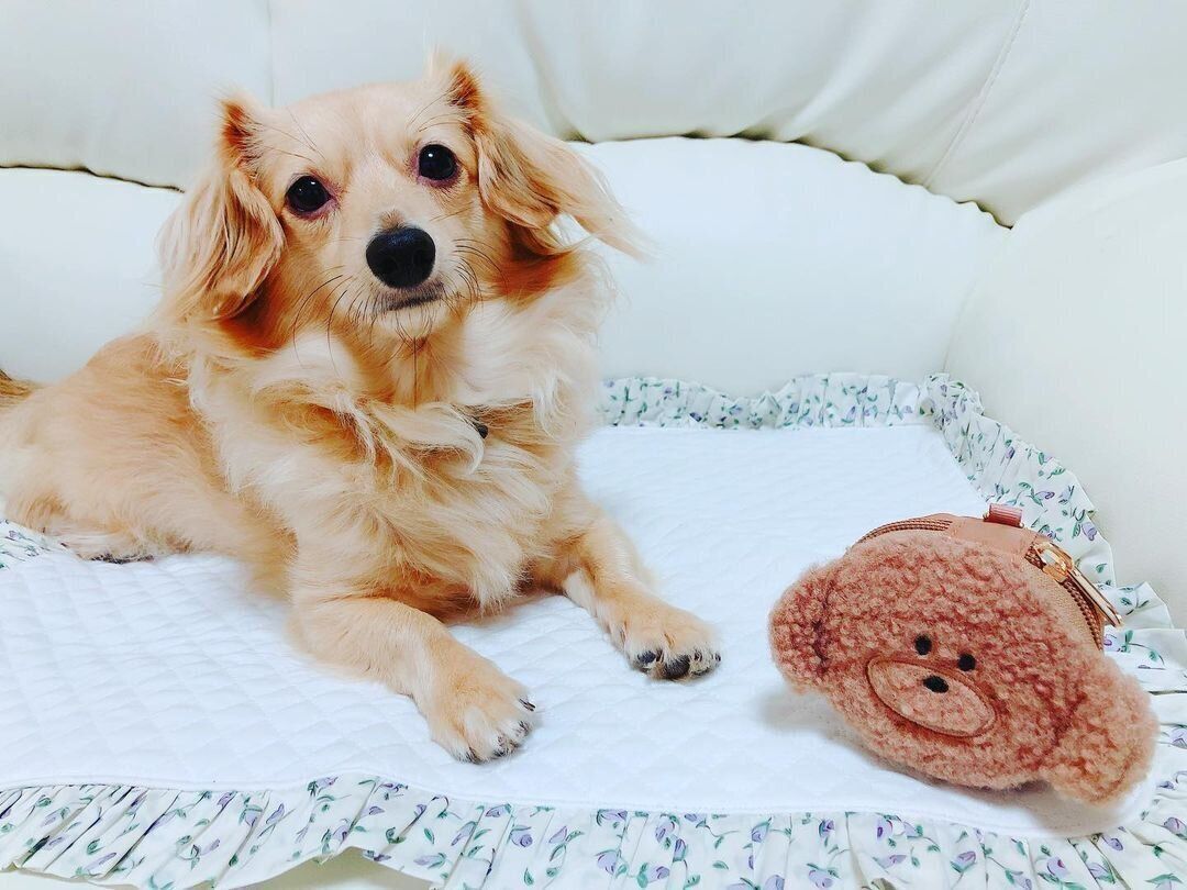 チワックス ケイくん