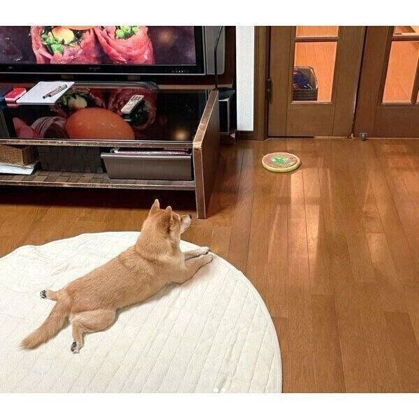 パパさんのことを待つマメちゃん
