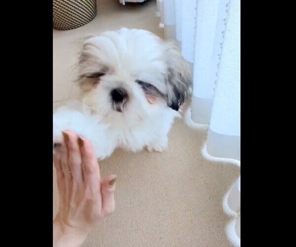 タッチをするうめまるくん
