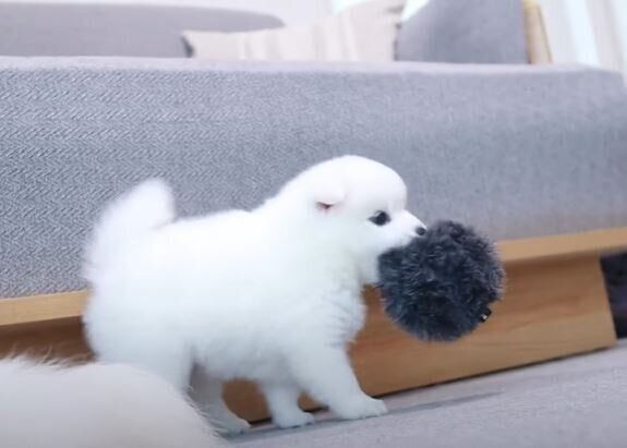 日本スピッツの子犬