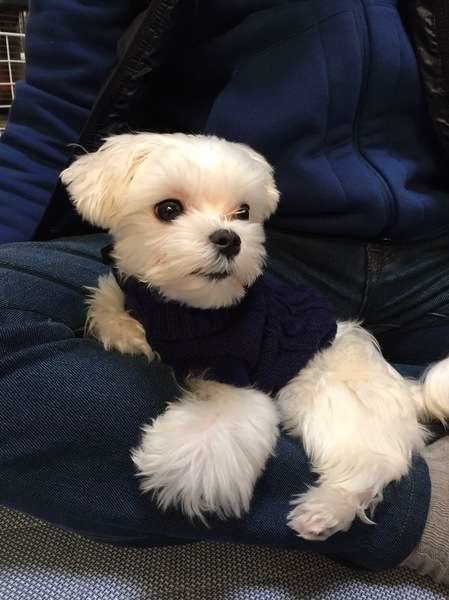 マルチーズの小太郎ちゃん 