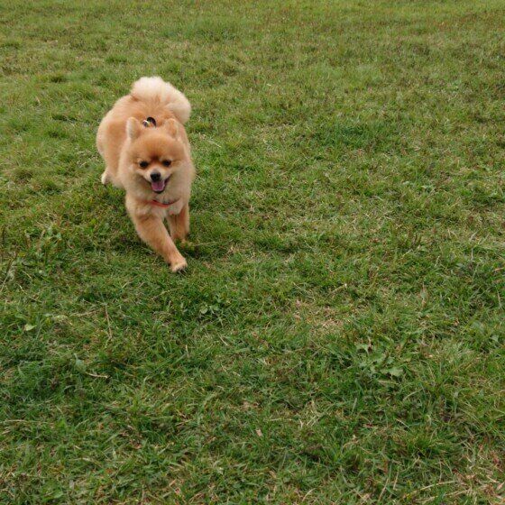 走るポメラニアン