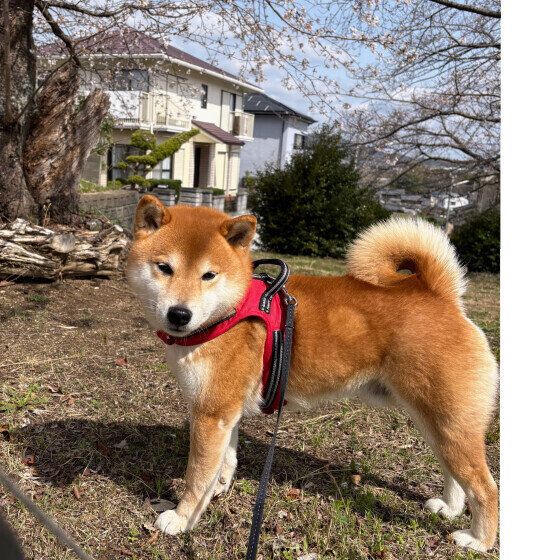 柴のコテツくん♪