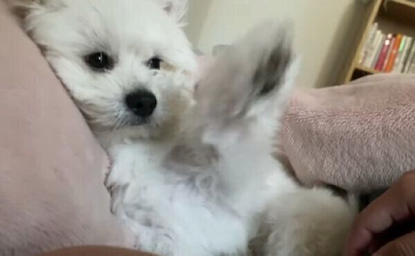 ナデナデを催促するおちゃづけくん