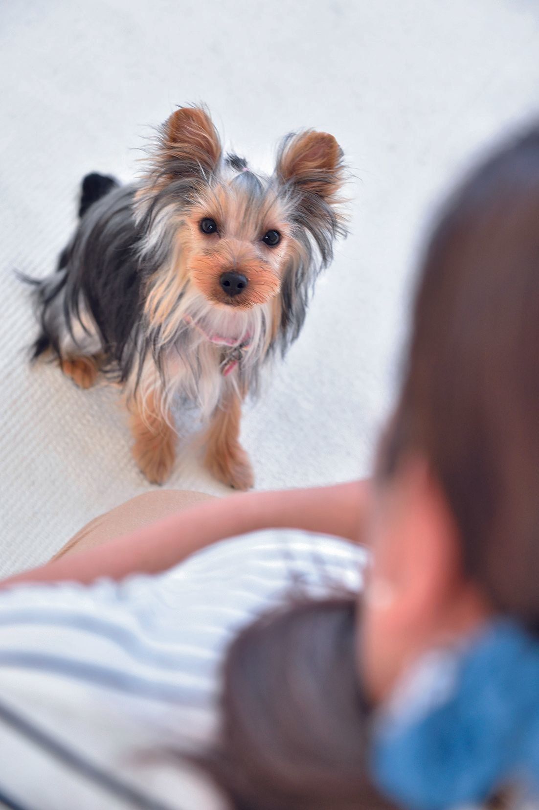 １．愛犬の名前を呼び、ごほうびを握った手を自分のあごの下に当てて。握った手につられ