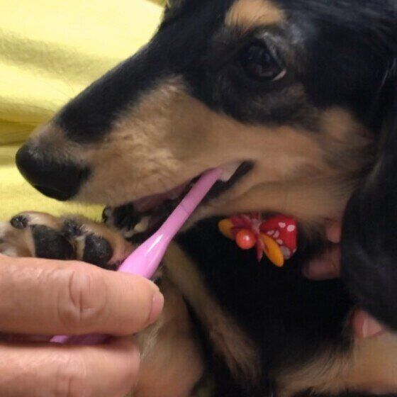 ダックスフンド