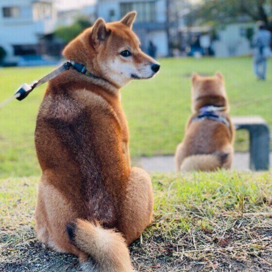 家族みんなで決めたい愛犬と暮らすルール〜お散歩編〜 いぬのきもち