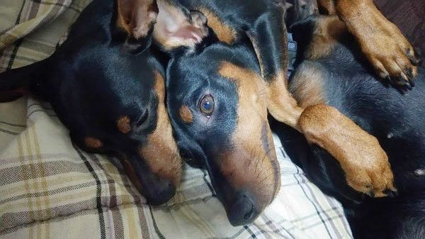 仲良しなミニチュア・ピンシャー