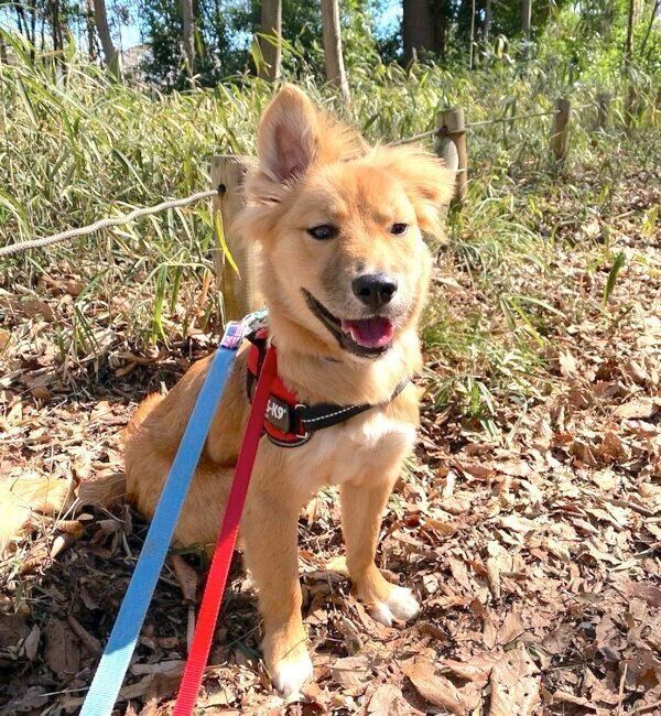 お散歩をする嵐丸くん