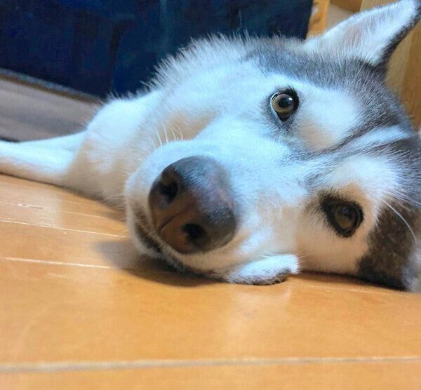 くつろぐリブちゃん