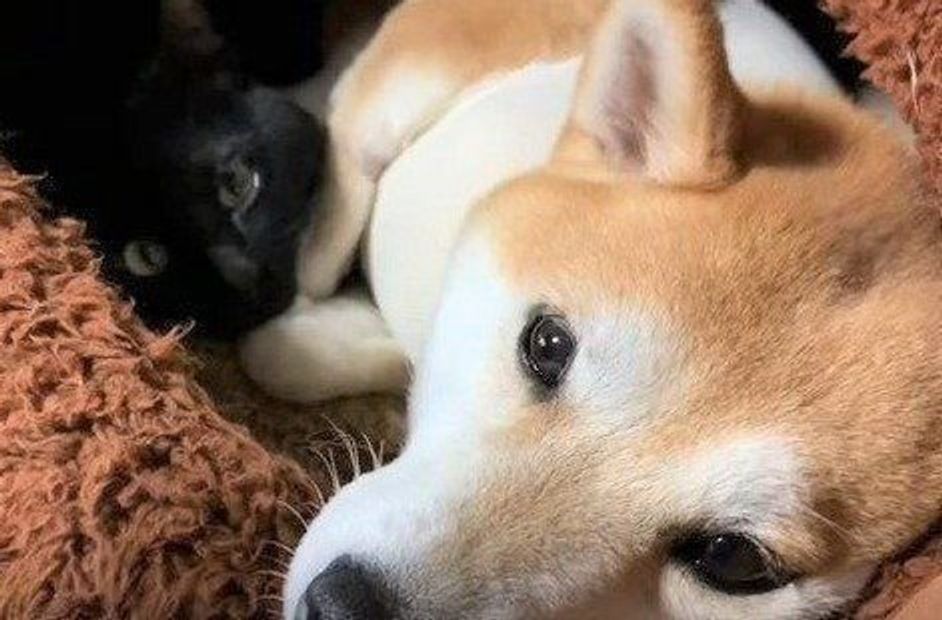 なぜそんな狭い場所で 仲良しの猫とくっついていたい柴犬 いぬのきもちweb Magazine なぜそんな狭い場所で 仲良しの猫とくっついていたい柴犬 いぬのきもちweb Magazine