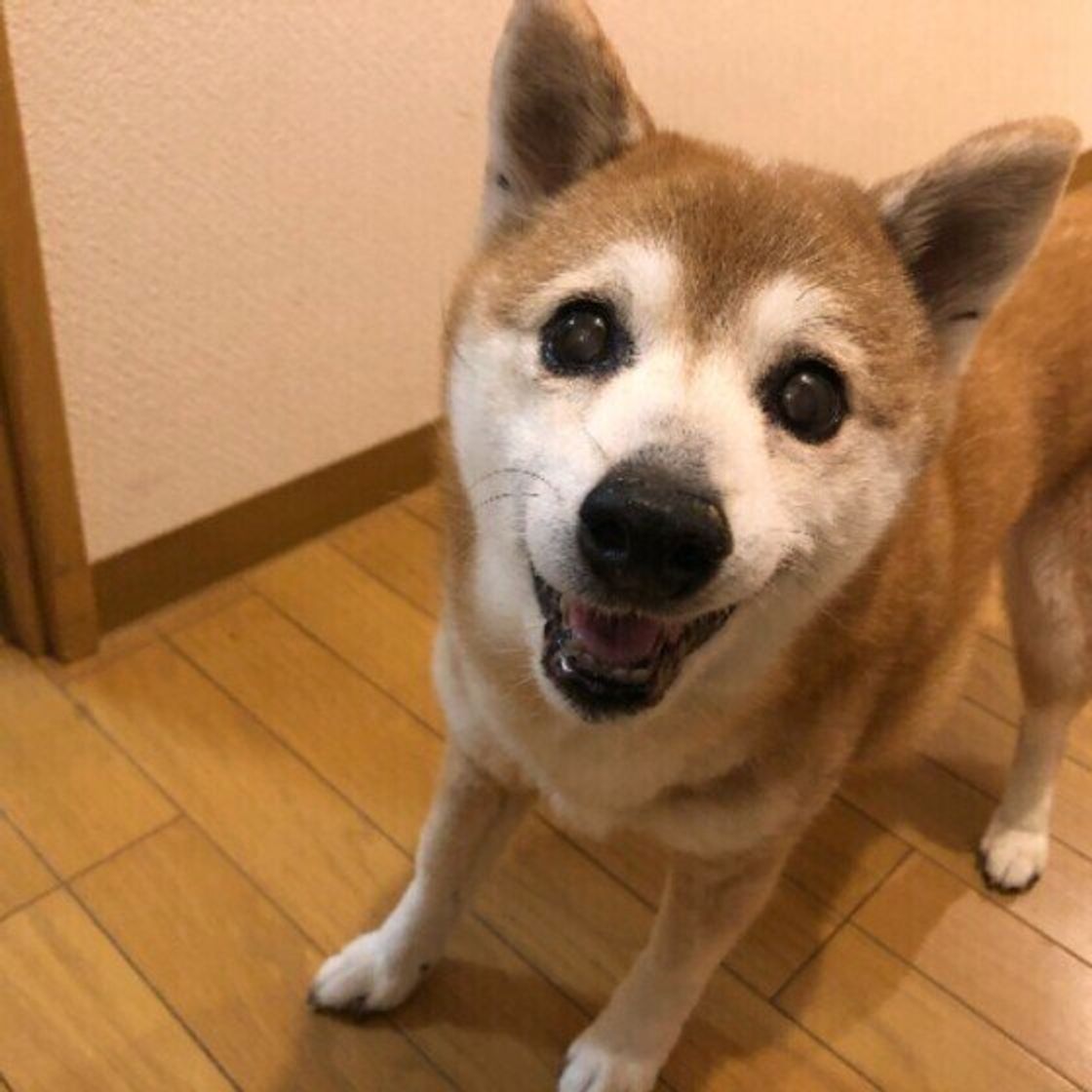 シニア犬ならではの 可愛い行動 や 心配事 を調査 愛犬の老いとの向き合い方を獣医師が解説 いぬのきもちweb Magazine シニア犬ならではの 可愛い行動 や 心配事 を調査 愛犬の老いとの向き合い方を獣医師が解説 いぬのきもちweb Magazine