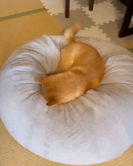 寝ながらしっぽを振るこたろうくん