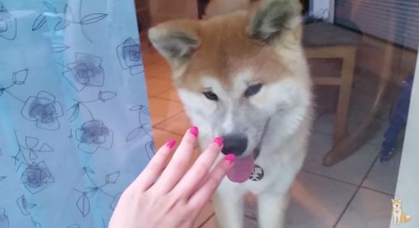 飼い主を待つ秋田犬