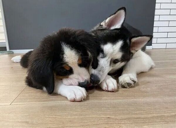 だんだんと距離が縮まってきたシルバくんとダンテくん