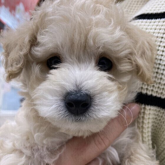 トイ・プードルのコタくん