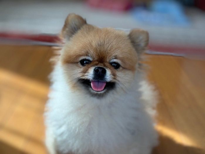 別の日のまるちゃん “笑顔”がかわいい