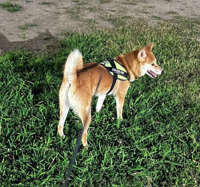 犬友達が来るのを待つ千夜ちゃん。