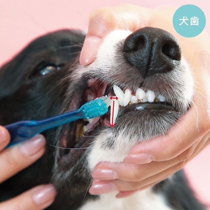 ちょっとした心がけで愛犬の歯は守れる!「犬の歯のため」にできること|いぬのきもちWEB MAGAZINE