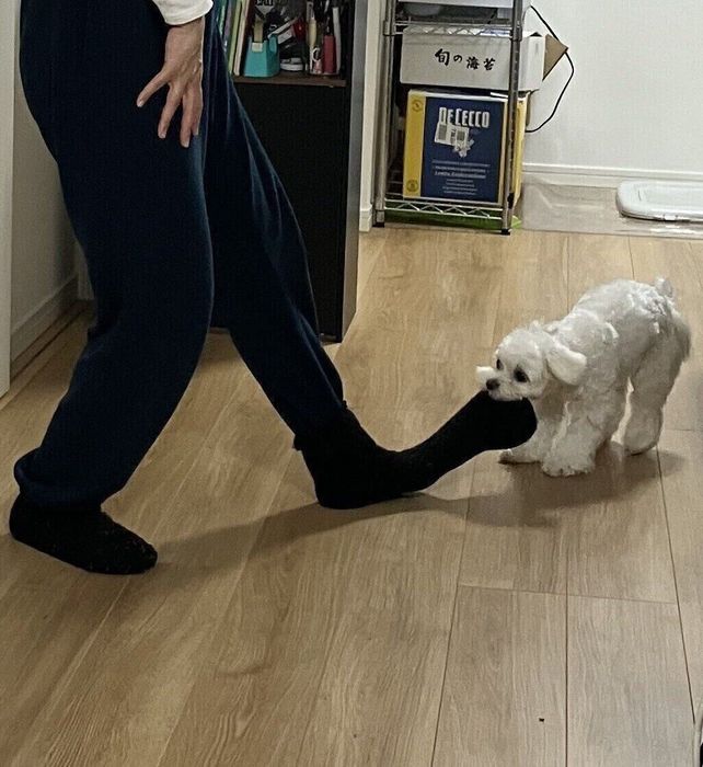 飼い主さんの靴下をくわえるまろんくん 今にも脱げてしまいそう