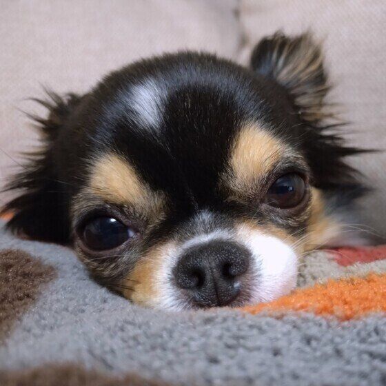 お気に入りのクッションにあご乗せするチワワのまるちゃん