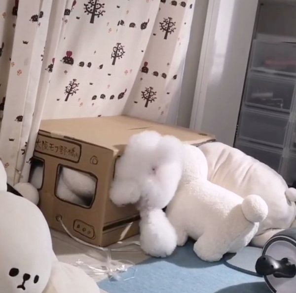 ダンボールの中に入るトイ・プードル