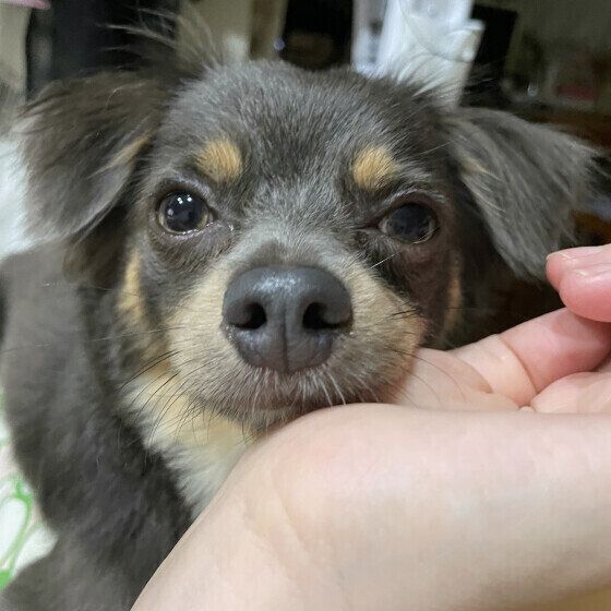 犬のしゃっくりはなぜ起こる？ しゃっくりの原因と対処法とは いぬのきもち