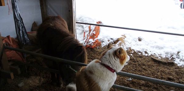 再び毛づくろいを始めるポニー
