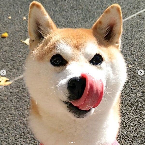 舌をペロッとするチコちゃん