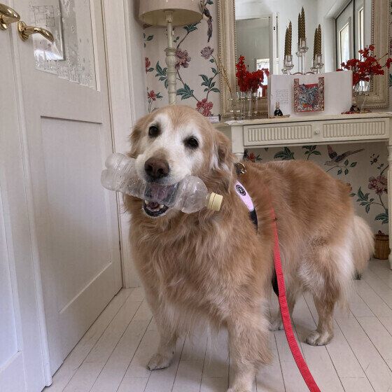 ゴールデン・レトリーバーのオリーブちゃん