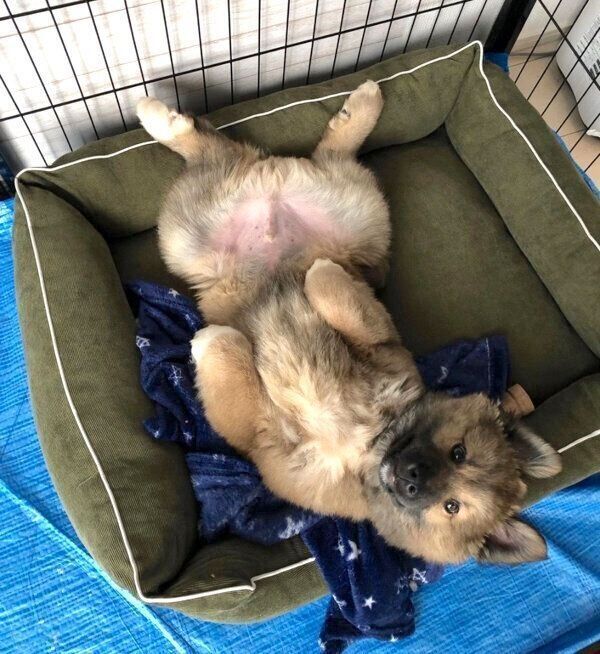 お腹を出すタビくん