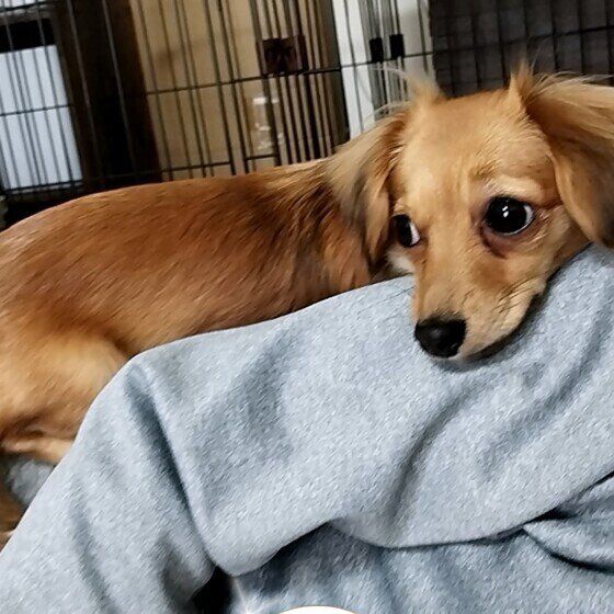 nico  Ｍｉｘ（雑種）小型犬