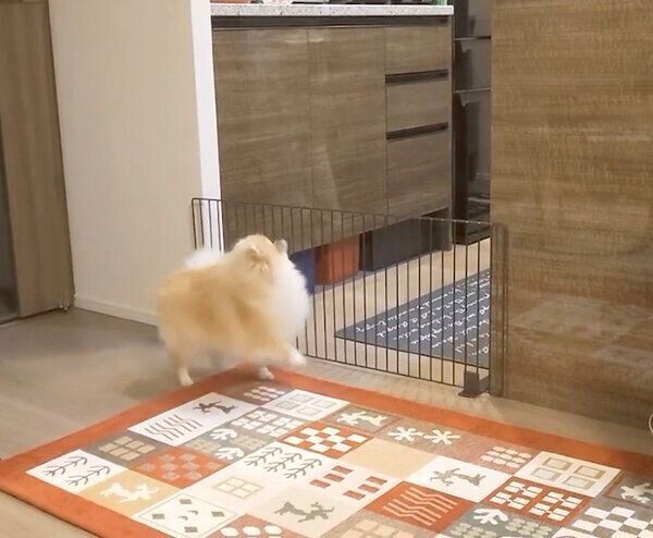 ごはんを待つミサイルちゃん