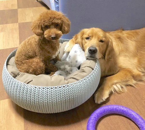 仲良しなゴールデン・レトリーバーとトイ・プードル