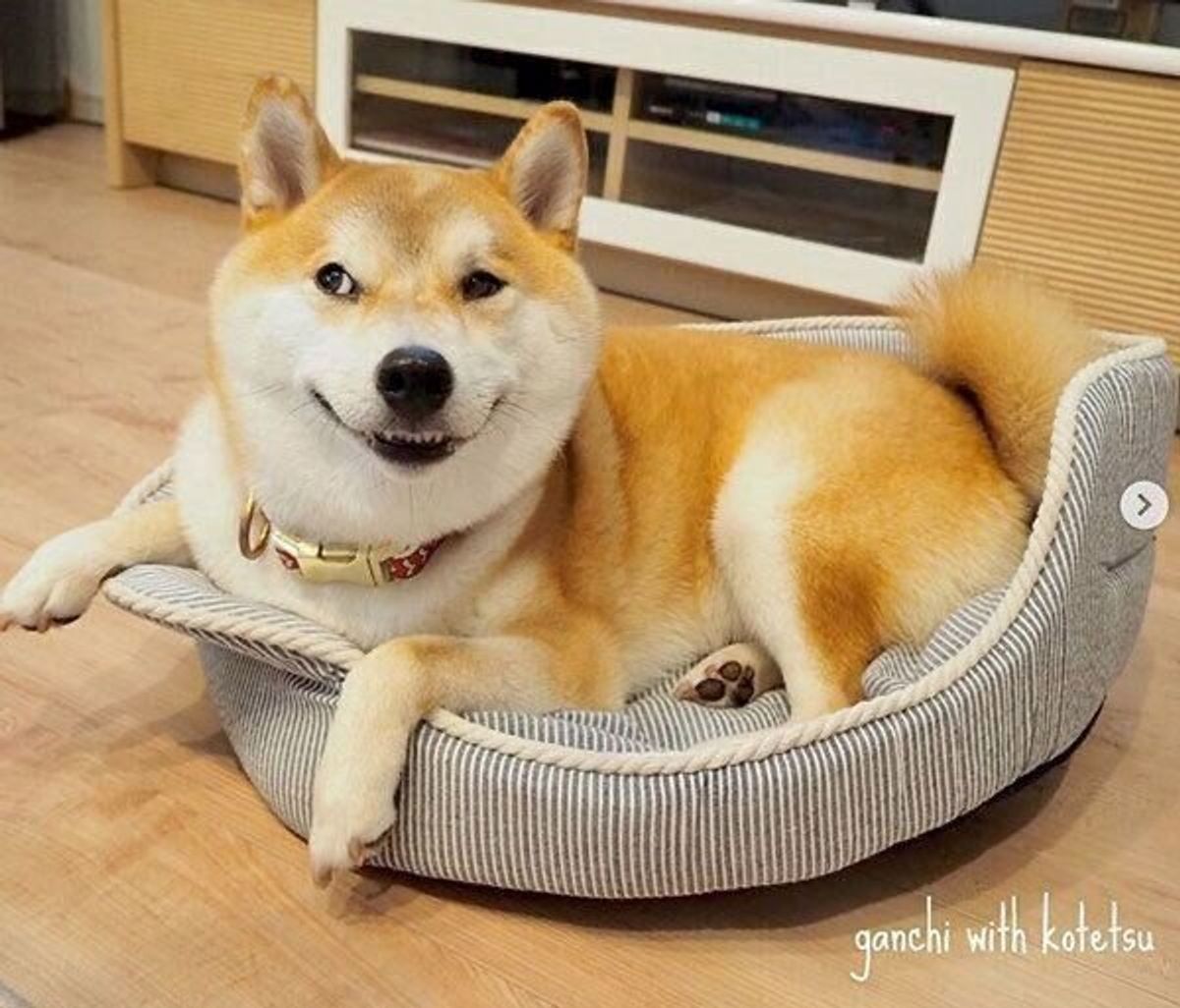 飼い主がショックを受けた愛犬の表情にジワる 笑 気持ちが顔にでがちな柴犬こてつくんの魅力 いぬのきもちweb Magazine 飼い主がショックを受けた愛犬の表情にジワる 笑 気持ちが顔にでがちな柴犬こてつくんの魅力 いぬのきもちweb Magazine