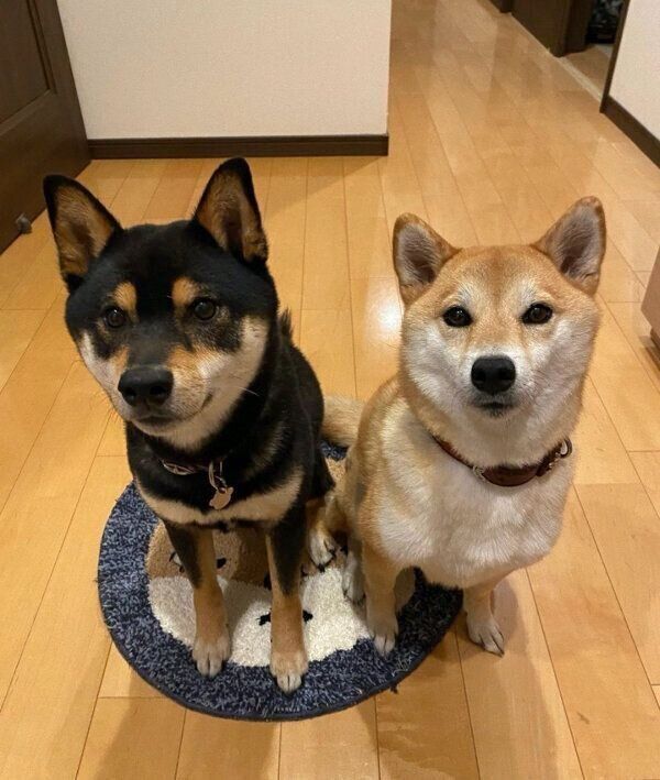 帰宅した飼い主さんを出迎える小次狼くんと五十鈴ちゃん