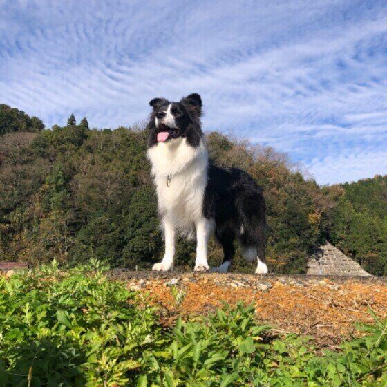 ボーダー・コリーのこてつ先輩