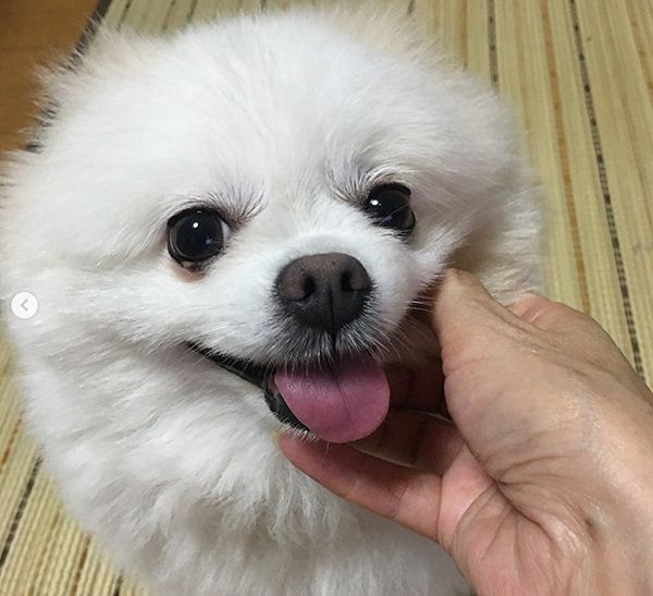 ポメラニアンの姫ちゃん