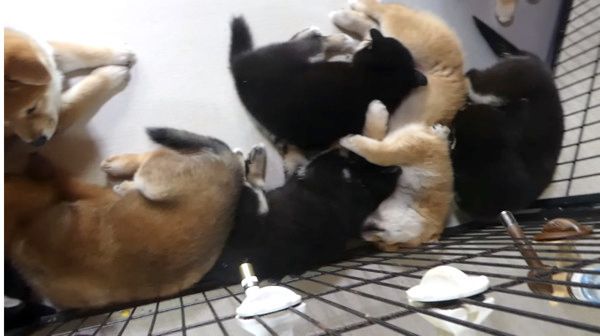 お昼寝中の柴犬