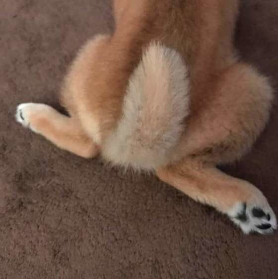 柴のハッピーちゃん