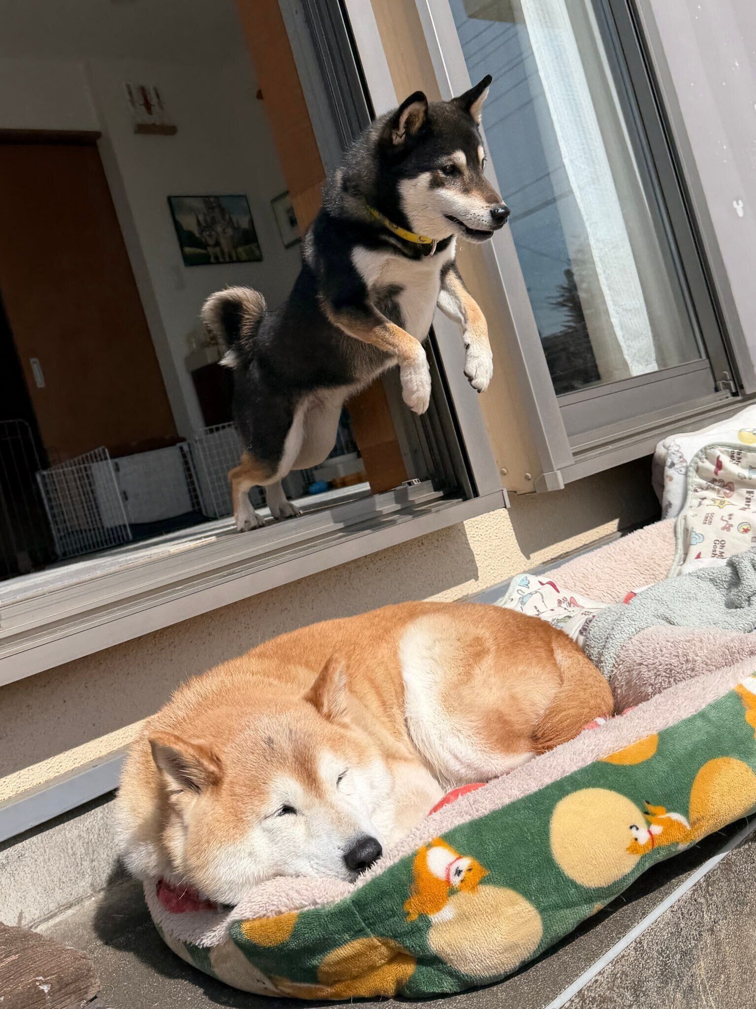 柴犬の上を飛び越える柴犬