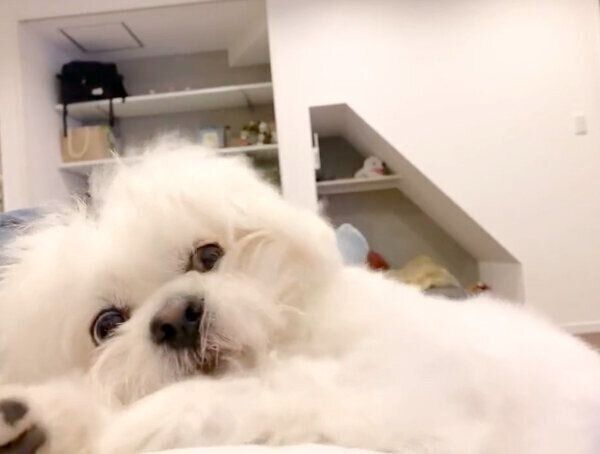 ナデナデをやめた途端、不満気な様子を見せるわむうくん