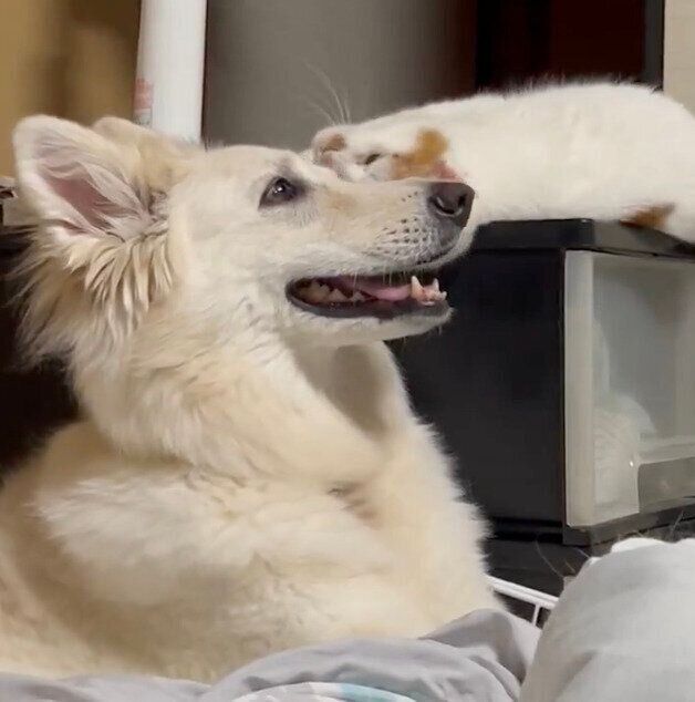 つくしちゃんのアピールに微笑むうたちゃん