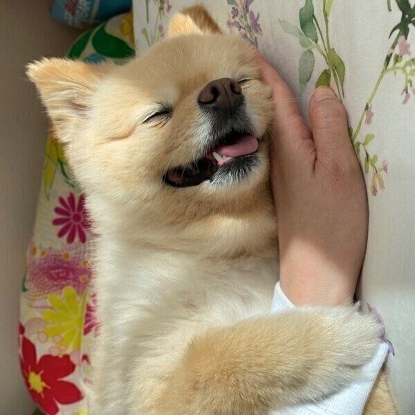 飼い主さんの腕を掴んで離さないふーちゃん